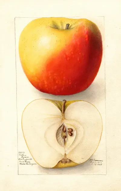 Malus Domestica Banana