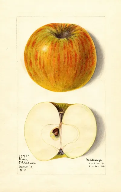 Malus Domestica Swan