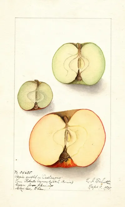 Malus Domestica
