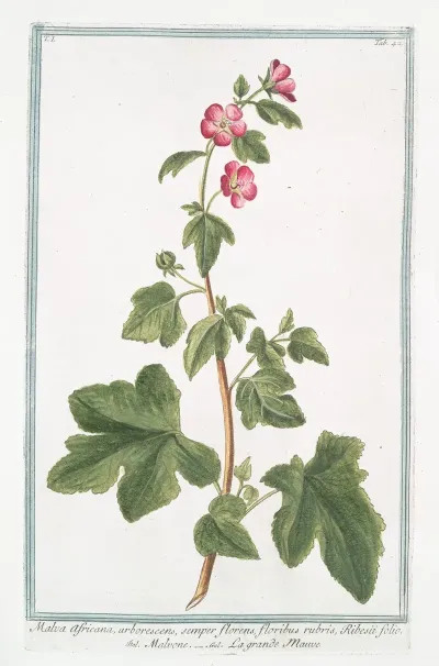 Malva Africana Arborescens Semper Florens Floribus Rubris Ribesii Folio Malvone La Grande Mauve