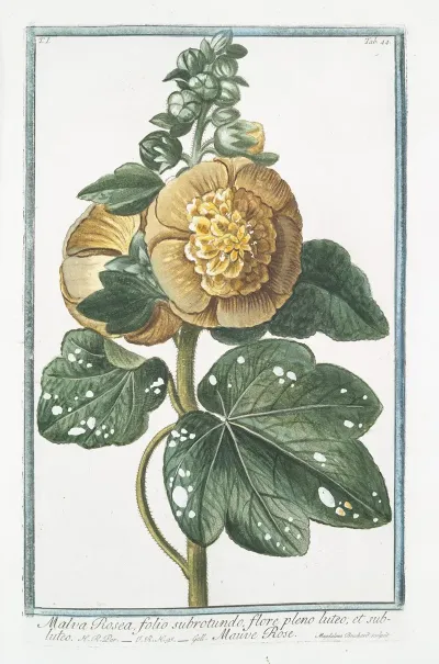 Malva Rosea Folio Subrotundo Flore Pleno Luteo Et Subluteo Mauve Rose