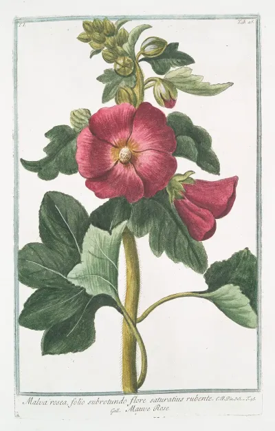 Malva Rosea Folio Subrotundo Flore Saturatius Rubente Mauve Rose