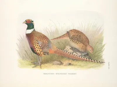 Manchurian Ring Necked Pheasant Phasianus Colchicus Pallasi