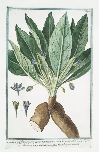 Mandragora Foliis Asperis Fructu Parvo Ovato Acuminato Floribus Violaceis J Mandragora Femina Mandragore Femelle