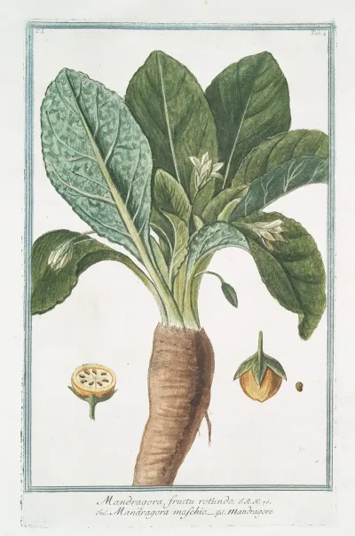 Mandragora Fructu Rotundo Mandragora Maschio Mandragore Mandrake Or Satans Apple
