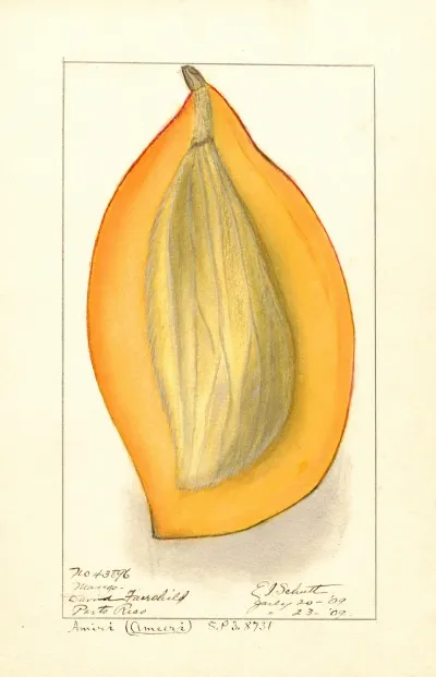 Mangifera Indica Amiri 4