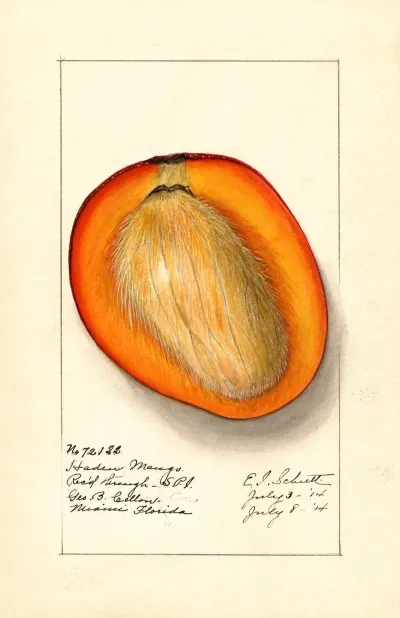 Mangifera Indica Haden 2