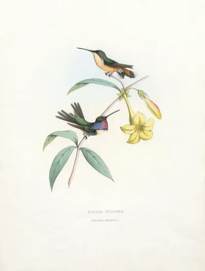Manila Pulchra