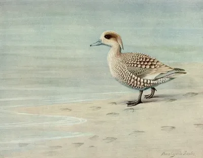 Marbled Duck