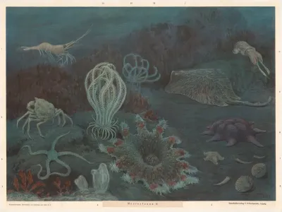 Marine Fauna Ii