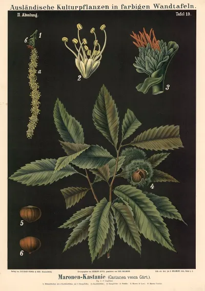 Maronen Kastanie Castanea Vesca Gart