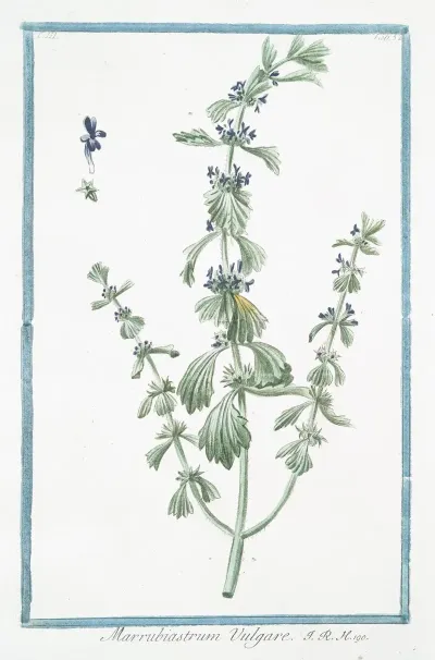 Marrubiastrum Vulgare Enlarged Version Of Ironwort