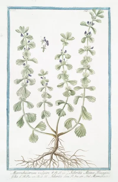 Marrubiastrum Vulgare Sideritis Alsines Trissaginis Folio Sideritis Marrubiastro Ironwort