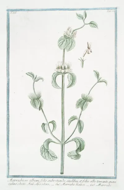Marrubium Album Folio Subrotundo Caulibus Et Foliis Albo Tomento Quasi Xylino Obsitis Mali Apu Odore Marrubio Bianco Marrube White Horehound