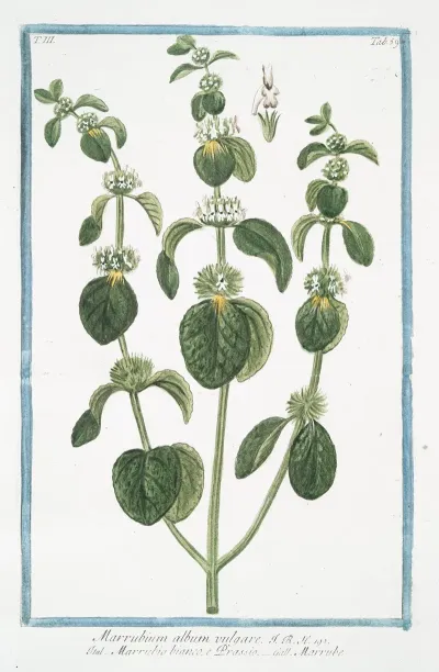 Marrubium Album Vulgare Marrubio Bianco E Orassio Marrube White Horehound