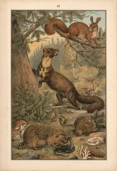 Marten Hedgehog And Squirrel