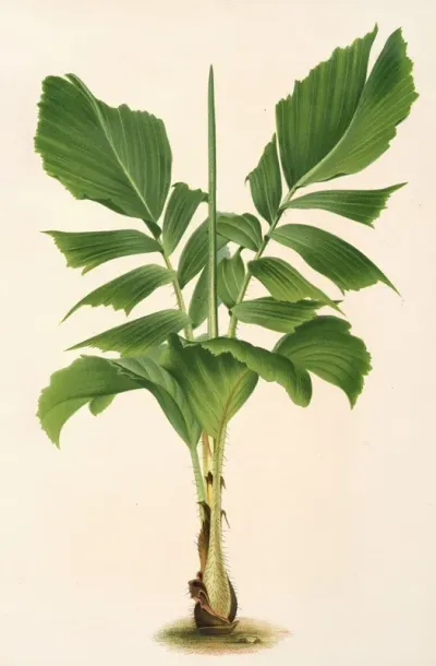 Martinezia Lindeniana