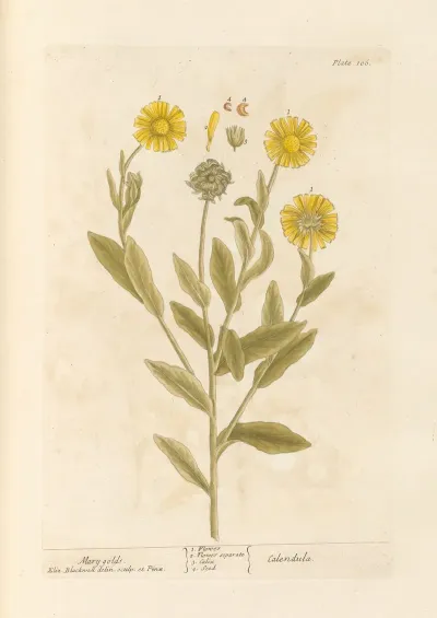 Mary Golds