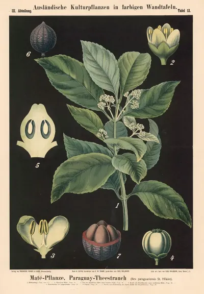 Mate Pflanze Paraguay Theestrauch Ilex Paraguariensis St Hilaire