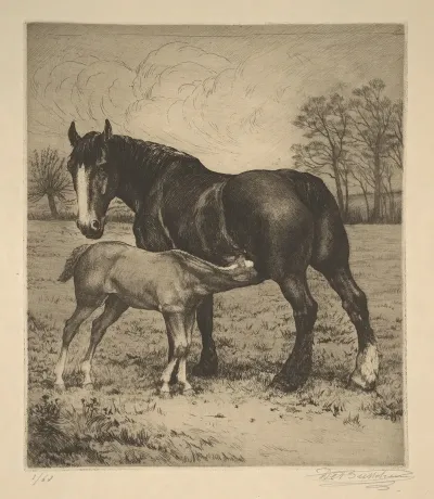 Maternite Jument Et Poulain Tetant
