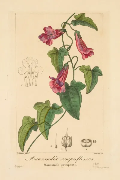 Maurandia Semperflorens