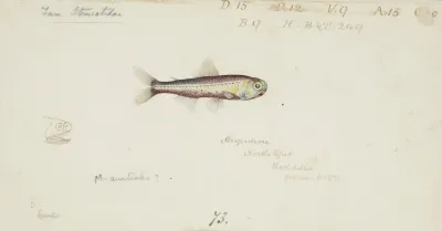 Maurolicus Muelleri