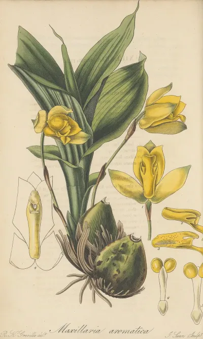 Maxillaria Aromatica