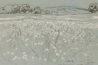 Meadow With Daisys