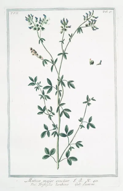 Medica Major Erectior Trifoglio Torchino Luserne Medicago Sativa Alfalfa