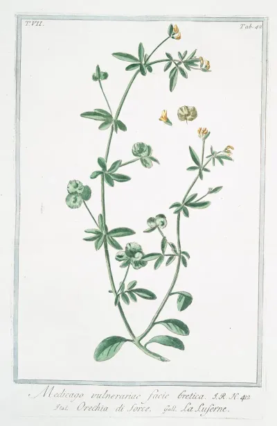 Medicago Vulnerariae Facie Cretica Orechia Di Sorce La Luserne