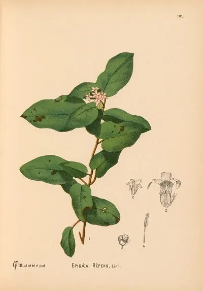 Medicinal Plants Pl 012