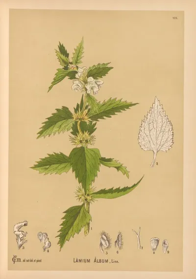 Medicinal Plants Pl 015