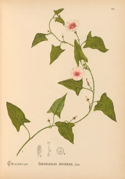 Medicinal Plants Pl 017