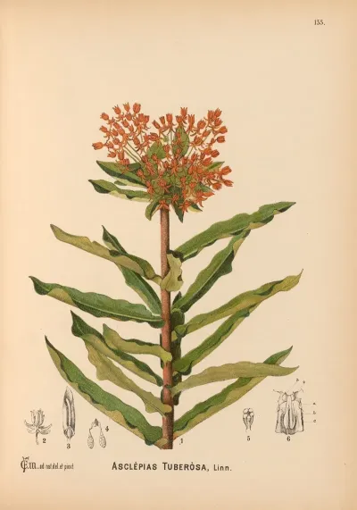 Medicinal Plants Pl 030