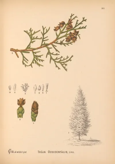Medicinal Plants Pl 063
