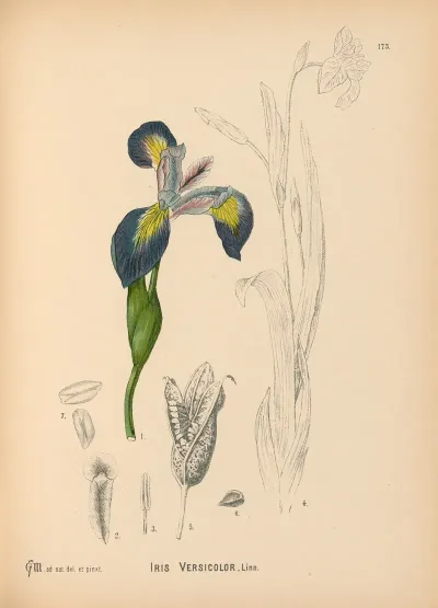 Medicinal Plants Pl 072
