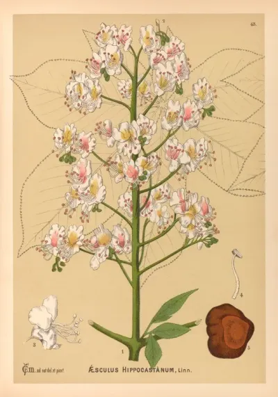 Medicinal Plants Pl 136