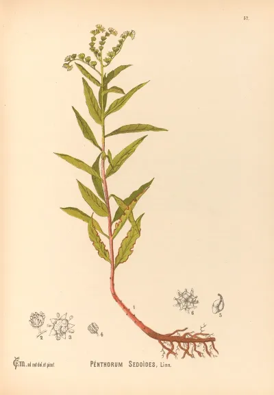 Medicinal Plants Pl 150