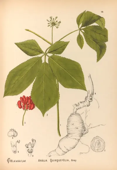 Medicinal Plants Pl 163