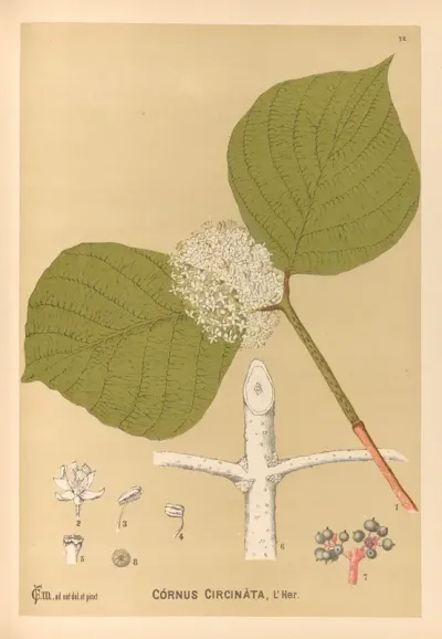 Medicinal Plants Pl 165