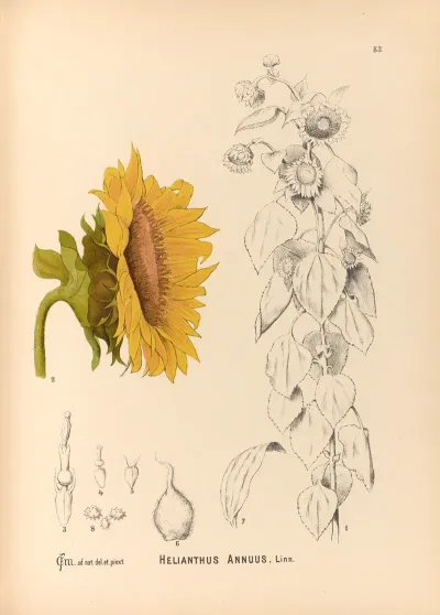 Medicinal Plants Pl 176