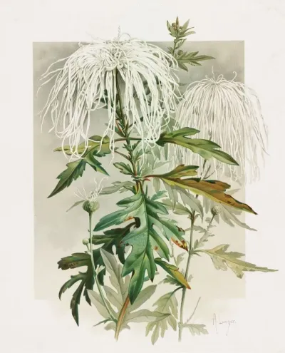 Medusa Chrysanthemum