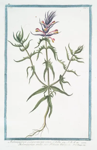 Melampyrum Purpurascente Coma Melampyrum Multis Sive Triticum Vacinum Purple Cow Wheat