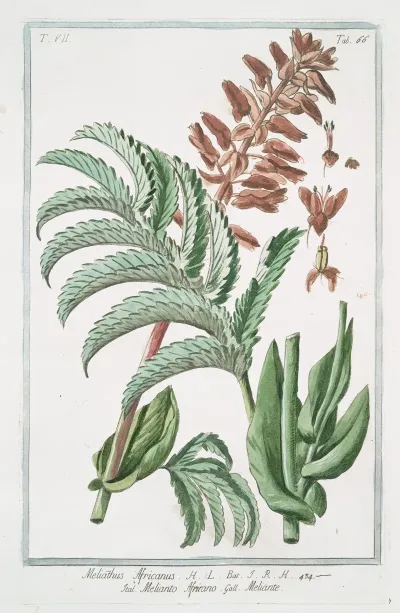 Melianthus Africanus Melianto Africano Meliante