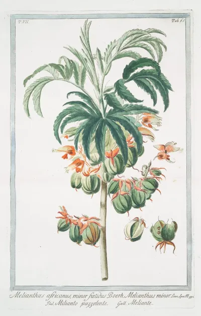 Melianthus Africanus Minor Foetidus Boerh Melianthus Minor Milianto Puzzolente Meliante