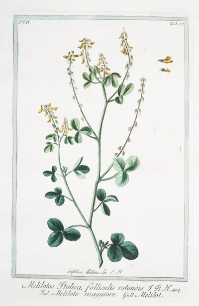 Melilotus Italica Folliculis Rotondis Meliloto Maggiore Melilot Sweet Clover From Italy