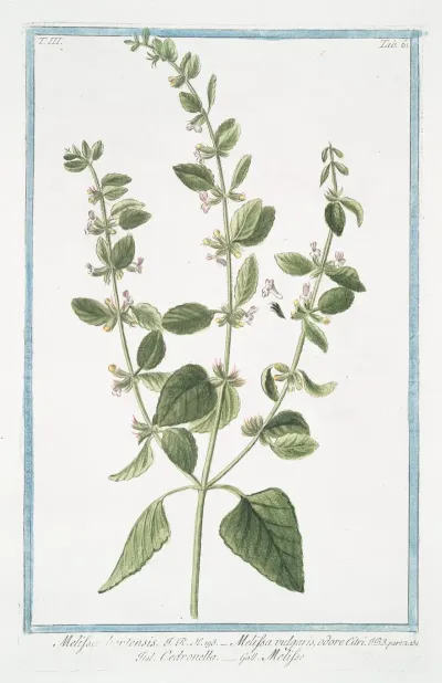 Melissa Hortensis Melissa Vulgaris Odore Citri Cedronella Melisse Lemon Balm