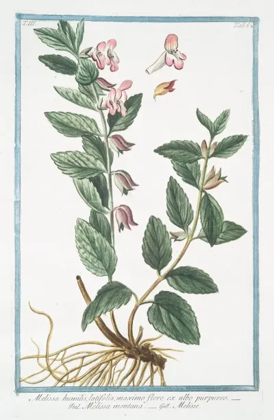 Melissa Humilis Latifolia Maximo Flore Ex Albo Prupureo Melissa Montana Melise