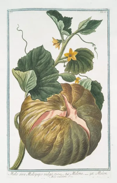 Melo Sive Melopepo Vulgo Melone Melon Melo Vulgaris