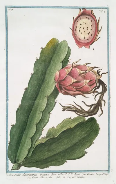 Melocactus Americanus Trigonus Flore Albo Cactus Cereo Americano Figuier Dinde
